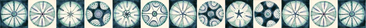 Seaurchin tiles