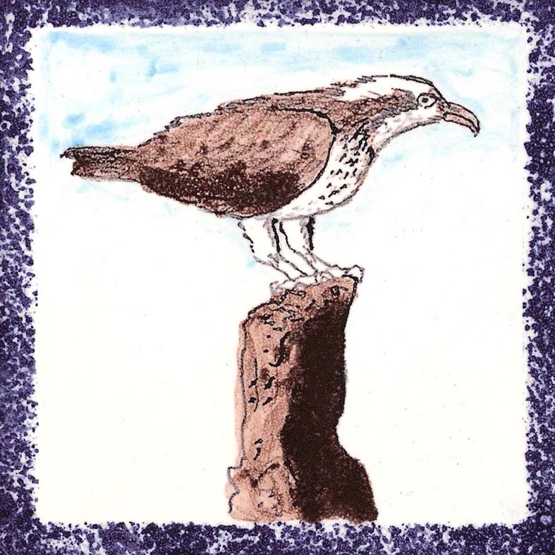Seabird 16