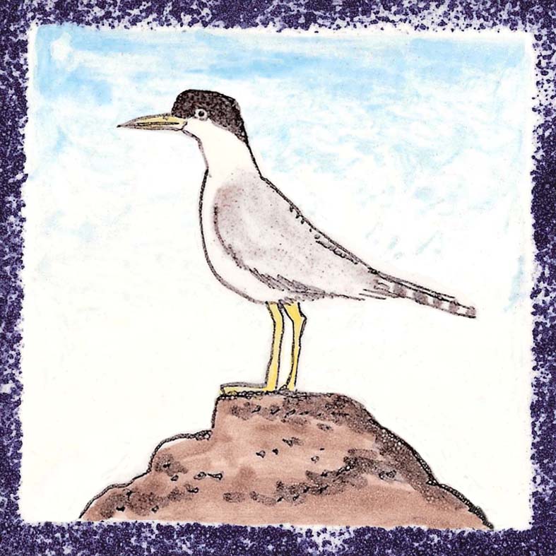 Seabird 8