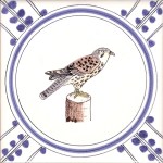 25 Kestrel
