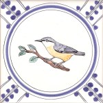 9 Nuthatch