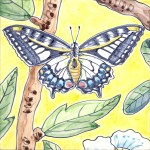 swallowtail butterfly