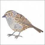 Dunnock tile