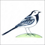 Pied wagtail