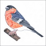 Bullfinch tile