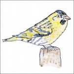 Siskin bird