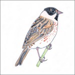 reed bunting tile