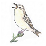 Warbler bird tile