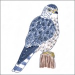 Merlin bird