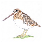 Snipe bird