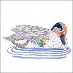 Teal duck