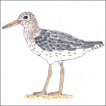 Redshank