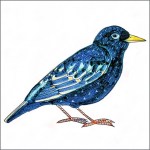 starling tile